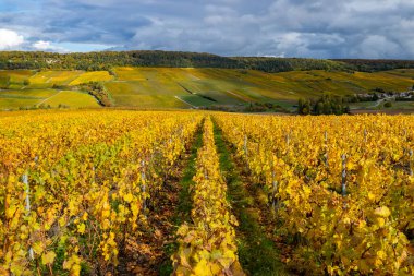 Fransız Şampanya Bölgesi 'nde dramatik bir gökyüzü karşısında altın sarısı üzüm bağları sıralanır