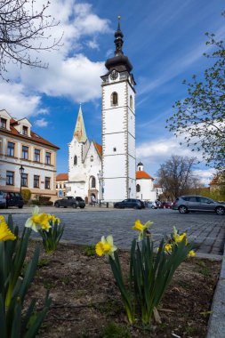 Tarihsel Meryem 'in Doğuşu Kilisesi' nin önünde çiçek açan nergisler.