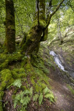 Akan bir şelalenin yanındaki kayaları ve ağaçları kaplayan yemyeşil yosunlar, Ustou, Fransa