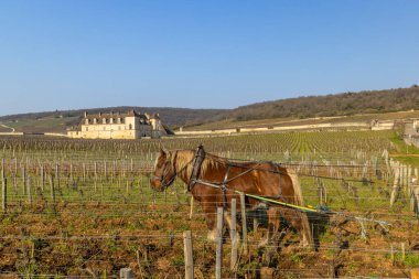 Fransa 'nın Burgundy kentindeki Chateau du Clos de Vougeot şatosuyla birlikte üzüm bağı toprağı sürüyorum.