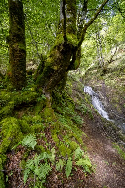 Akan bir şelalenin yanındaki kayaları ve ağaçları kaplayan yemyeşil yosunlar, Ustou, Fransa