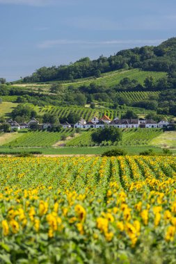 Geleneksel bir köy ve tepede üzüm bağları olan bir tarlada açan ayçiçekleri.