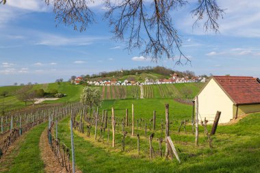 Üzüm bağları, mavi gökyüzünün altında büyüleyici bir köyle yeşil tepeler boyunca uzanır.