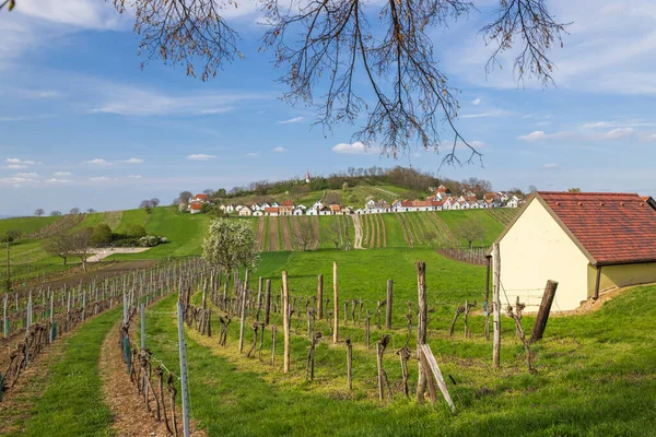 Üzüm bağları, mavi gökyüzünün altında büyüleyici bir köyle yeşil tepeler boyunca uzanır.