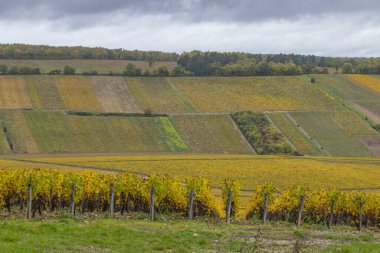 Chablis üzüm bağları bulutlu gökyüzünün altında sarı yapraklı üzüm bağlarını gösteriyor.