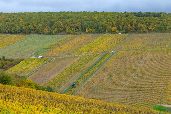 Fransa 'nın Bourgogne Franche Comte şehrinde altın sonbahar yapraklarını ve eğimli araziyi gösteren Chablis üzüm bağları sıraları