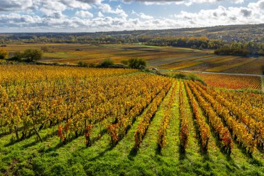 Santenay şarap bölgesinde canlı sonbahar renkleri sergilenen sarmaşık bağları