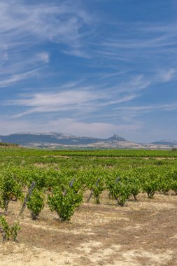 İspanya Alava şarap bölgesinde mavi bir gökyüzünün altında yeşil üzümler yetişiyor.