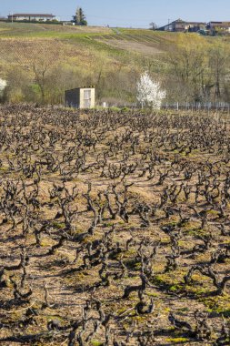 Dormant grapevines filling a vineyard field on hills in Chenas, Rhone, France