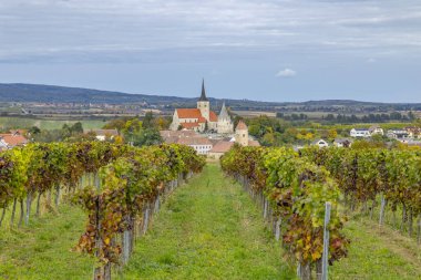 Sonbahar renkleri olan üzüm bağları Pulkau 'daki tarihi kilise ve mezarlığa açılıyor.