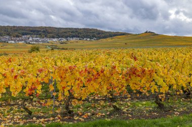 Fransa, Champagne 'in yuvarlanan tepelerini kaplayan sonbahar renkli üzümler bulutlu bir gökyüzünün altında