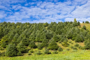 Mavi gökyüzünün altında beyaz bulutlu bir yamaçta büyüyen Noel ağaçları.