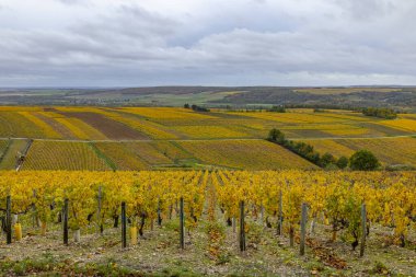 Fransız şarap ülkesinin mevsimsel renklerini gösteren altın üzüm tepeleri sonbaharda sergilenir