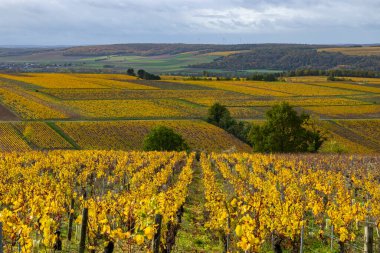 Chardonnay üzüm bağlarının yuvarlanan tepeleri canlı altın sonbahar yapraklarını gösteriyor.