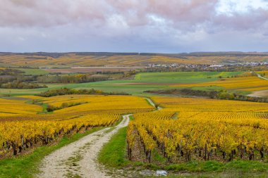 Altın üzümler Bourgogne Franche Kont şarap bölgesinde bir yol çiziyor.