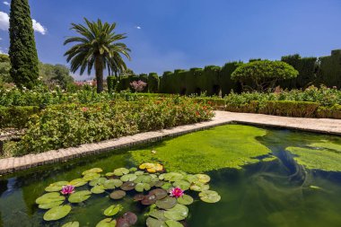 Pembe su nilüferleri ve açık bir gökyüzünün altında Akdeniz bitkilerine ev sahipliği yapar.