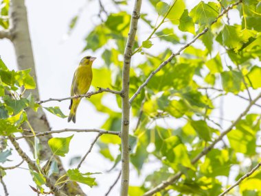 Avrupa yeşil ispinozu, parlak yaz gökyüzünün altında yapraklı bir ağaç dalına tünedi.
