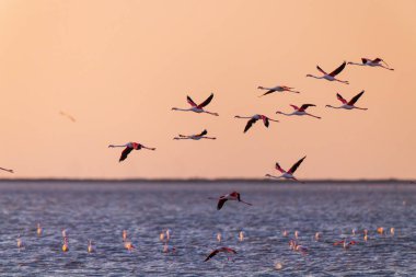 Flamingolar altın saat boyunca formasyon halinde uçar ve sakin sularda yürürler.