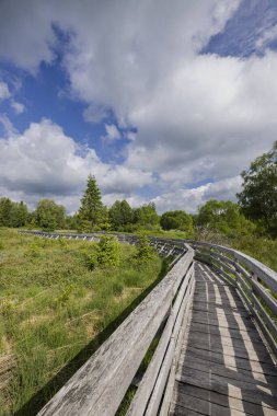 Bulutlu yaz gökyüzünün altında yeşil bataklık arazisi boyunca uzanan tahta tahta patika.