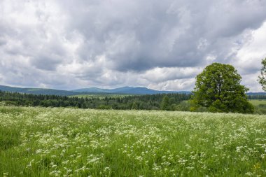 Lutowiska, Polonya 'da bulutlu gökyüzünün altında kır çiçekleri ve geniş bir orman ile yemyeşil çayır.