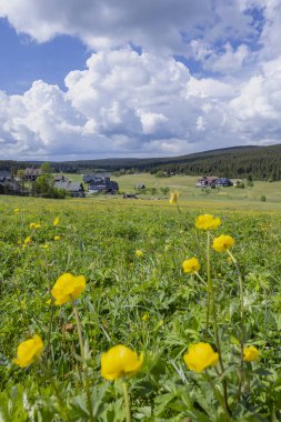 Çekçe 'nin Jizera Dağları' ndaki Jizerka köyüne bakan sarı kır çiçekleri olan yeşil çayır.