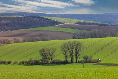 Baharda yemyeşil tarlaları ve çıplak ağaçları gösteren yuvarlanan tepeler