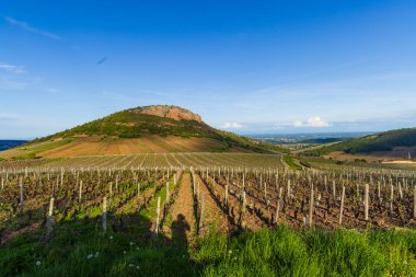 Fransa 'nın Bourgogne Franche Comte kentindeki kırsal alan Roche de Vergisson' u ön plana çıkaran üzüm bağı sıraları