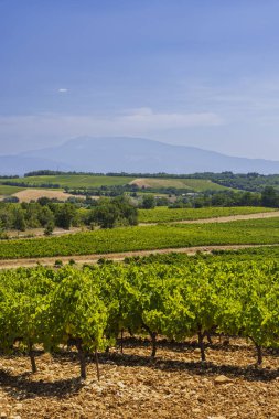 Yeşil üzüm bağı sıraları berrak mavi gökyüzünün altında manzaralı bir manzarayı yayıyor.