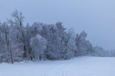 Snowy field leading to ice covered trees creating a wintry landscape