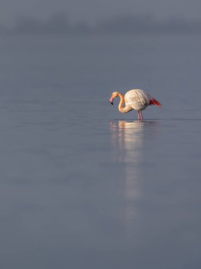 Büyük flamingo Saint Laurent d 'Aigouze' da gün batımında sığ sularda yüzer ve beslenir.