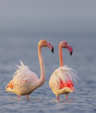 Sığ sularda süzülen iki vahşi flamingo yumuşak ışığı yakalıyor.