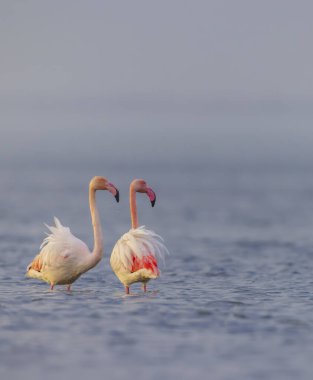 İki flamingo doğal ortamlarında suyun içinde huzur içinde duruyorlar.