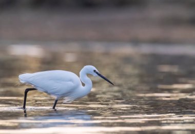 Suyun içinde yavaşça yürüyen küçük balıkçıl, doğal ortamında avını arıyor.