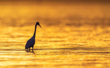 Akbalıkçıl gün batımında parıldayan altın suya karşı durarak sakin bir sahne yaratıyor.