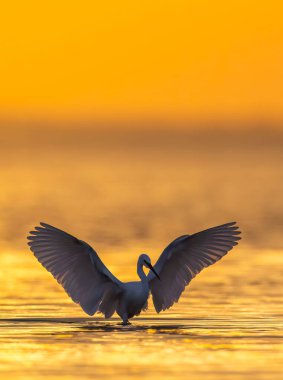 Küçük balıkçıl durgun sularda durur. Güzel bir turuncu günbatımında kanatları açılır.