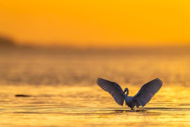 Saint Laurent d 'Aigouze' da altın saat boyunca sığ sularda duran küçük balıkçıllar.