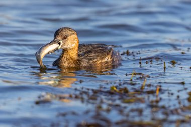 Gagasında yakalanmış bir balıkla yüzen küçük yosunlar.