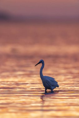 Fransa 'nın Occitanie şehrinde güzel bir günbatımında sakin ve sıcak sularda duran küçük balıkçıllar.