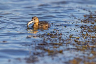 Küçük yağlı balık, sığ bir gölde başarılı bir şekilde balık yakalar.