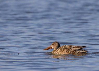 Kuzeyli kürekçi su üzerinde yüzüyor Arles, Bouches du Rhone, Fransa