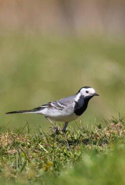 Çimlerin üzerinde duran Wagtail kuşu, Liptovska Luzna 'da yiyecek buluyor.