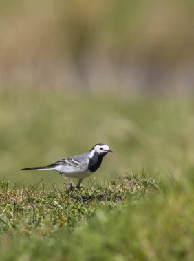 Turna kuyruklu kuş, doğal ortamında yeşil çimlerde yiyecek arıyor.