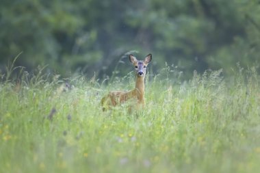 Roe geyiği Polonya kırsalında yabani yeşil çimenlerin ve kır çiçeklerinin arasında dikiliyordu.
