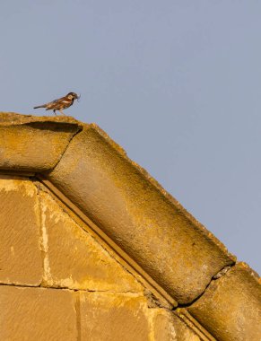 Yuva yapmak için bir dal taşıyan serçe, Uncastillo 'da antik bir taş duvara tünemişti.