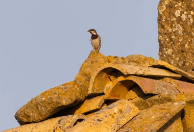 Serçe, berrak bir gökyüzünün altında, yıpranmış kil çatı kiremitlerine tünemiş.