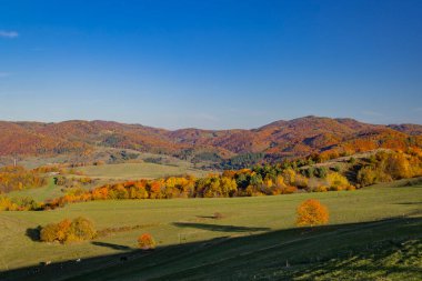 Yuvarlanan tepeler, Slovakya 'da açık mavi gökyüzünün altında canlı sonbahar yapraklarını gösteriyor.