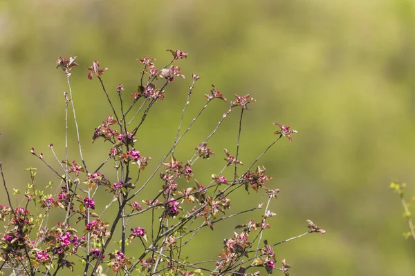 Yeşil arka planda, dallarda açan pembe çiçekler.