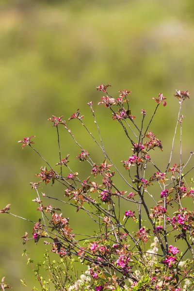 Pembe çiçekler ve yeşil yapraklar, ağaç dallarında, yumuşak bir arkaplanda beliriyor.