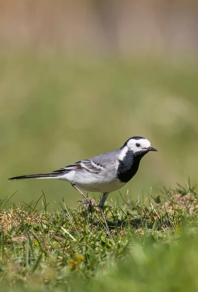 Çimlerin üzerinde duran Wagtail kuşu, Liptovska Luzna 'da yiyecek buluyor.