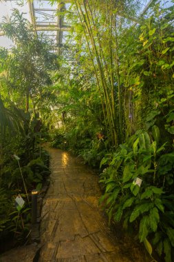 Bir botanik serasının içinde yemyeşil bitkiler ve bambu ormanı büyüyor.